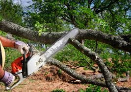 Best Tree Preservation Services  in Shullsburg, WI